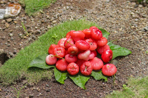 新鮮な熟した赤いバラのリンゴの果物のグループは販売の準備ができています ジャムブエア メラー Syzygium Aqueum ジャムブセマラン Syzygium Samarangense ジャンブボール Jambu — ストック写真