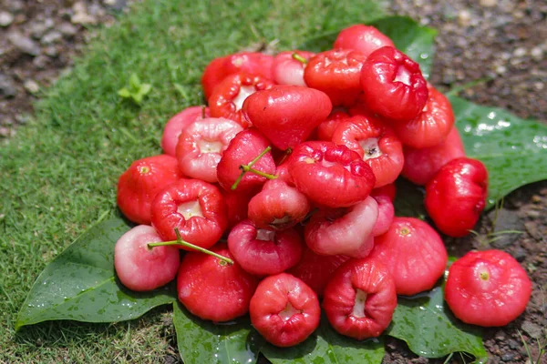 Friss Érett Vörös Rózsa Almás Gyümölcsök Csoportja Eladó Más Néven — Stock Fotó