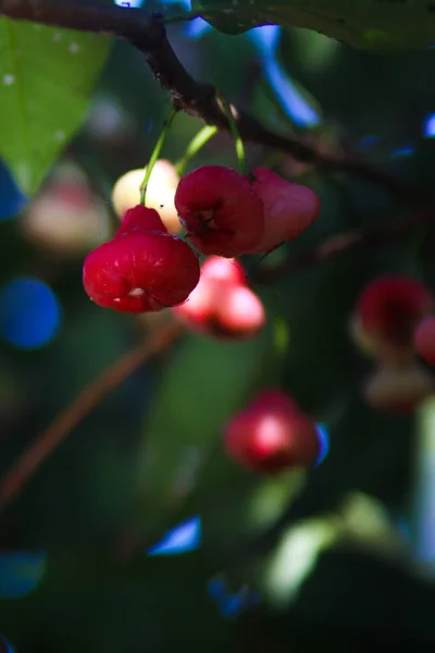 Świeże Dojrzałe Czerwone Różane Jabłka Wiszące Gałęziach Drzew Znane Również — Zdjęcie stockowe