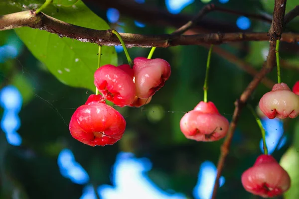 Čerstvě Zralá Červená Růžová Jablka Visící Větvích Stromů Také Známý — Stock fotografie