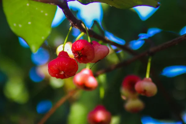 Čerstvě Zralá Červená Růžová Jablka Visící Větvích Stromů Také Známý — Stock fotografie