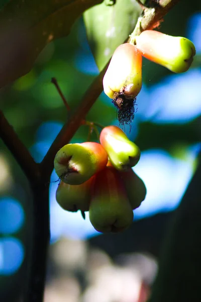 Fresh Ripe Red Rose Apples Hanging Tree Branches Also Know — 图库照片