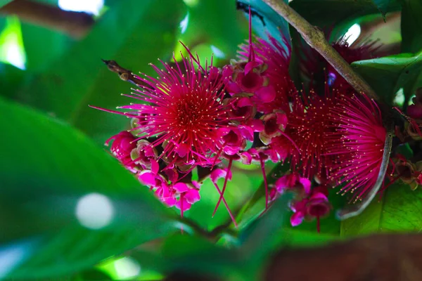 이나무 가지에 Jambu Air Merah Syzygium Aqueum Jambu Semarang Syzygium — 스톡 사진