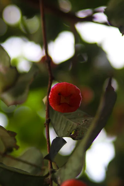 Färska Mogna Röda Rosenäpplen Hängande Trädgrenar Även Känd Som Jambu — Stockfoto