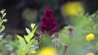Bahçede tomurcukları ve yeşil yaprakları olan horoz ibiği çiçeği veya Celosia cristata. Güzel Burgundy Çiçeği Stok görüntüleri.
