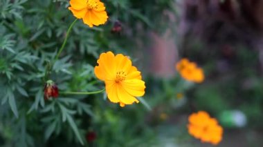 Güzel turuncu kozmos çiçeğinin yakın plan görüntüsü rüzgarda savruluyor arka planda çözülmüş bir şekilde. Kozmos çiçeğinin stok görüntüleri.