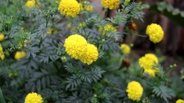 Bahçede güzel sarı kadife çiçekleri açıyor. Güzel sarı çiçek stoku görüntüleri