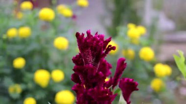 Bahçede tomurcukları ve yeşil yaprakları olan horoz ibiği çiçeği veya Celosia cristata. Güzel Burgundy Çiçeği Stok görüntüleri.