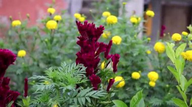 Bahçede tomurcukları ve yeşil yaprakları olan horoz ibiği çiçeği veya Celosia cristata. Güzel Burgundy Çiçeği Stok görüntüleri.