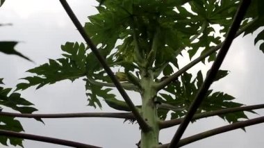Papaya ağacının, sabahları gri gökyüzüne yakın görüntüsü.