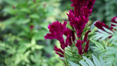 Bahçede tomurcukları ve yeşil yaprakları olan horoz ibiği çiçeği veya Celosia cristata. Güzel Burgundy Çiçeği Stok görüntüleri.