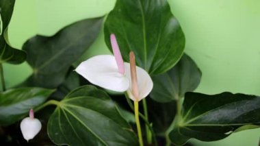 Uzun süreli aşk ve dostluğun sembolü olarak beyaz kalp şeklinde yapraklar ve koyu yeşil yapraklar içeren Anthurium. Ev dekorasyonu için beyaz flamingo ev bitkisi.
