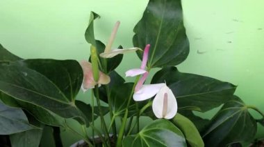 Uzun süreli aşk ve dostluğun sembolü olarak beyaz kalp şeklinde yapraklar ve koyu yeşil yapraklar içeren Anthurium. Ev dekorasyonu için beyaz flamingo ev bitkisi.