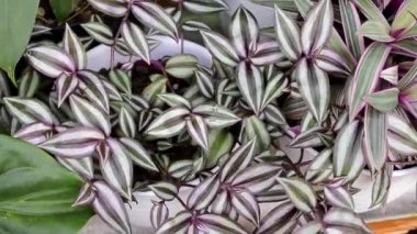 Tradescantia zebrina: Tradescantia yazın arka bahçede beyaz bir tencerede yetişir. Zebrakraut, Gümüş İnç Fabrikası, Gezgin Yahudi bitkisi, Ev dekorasyonu için Süslü Ev Bitkisi.