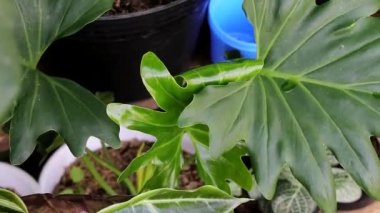 Arka bahçedeki Philodendron Selloum fabrikasının yakın görüntüsü. Tropik ev bitkisi görüntüleri. Ev dekorasyonu için süs bitkileri.