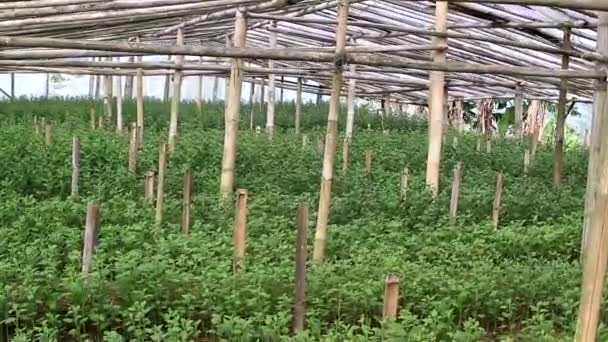 Chrysanthèmes Fleurs Plantation Dans Une Serre Traditionnelle Bambou Indonésie Production — Video