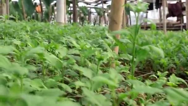 インドネシアの竹で作られた伝統的な温室で菊の花のプランテーション インドネシアの温室での花の生産と栽培 — ストック動画