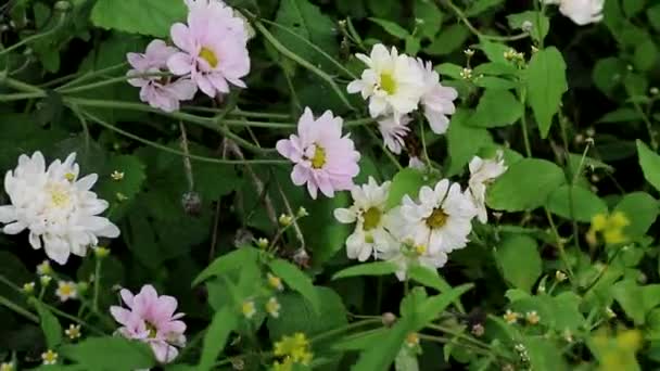 Vista Cerca Hermosas Flores Crisantemos Rosados Blancos Jardín Comúnmente Conocido — Vídeos de Stock