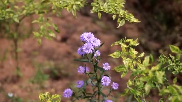 Güzel Menekşe Kasımpatı Seruni Krisantemum Çiçeklerinin Rüzgarda Salınan Bahçedeki Doğal — Stok video