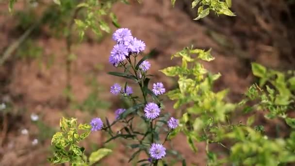 Vue Rapprochée Magnifiques Fleurs Chrysanthèmes Violets Seruni Krisantemum Balançant Dans — Video