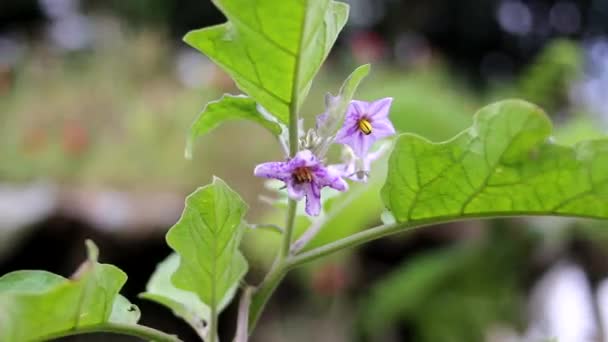 Vista Cerca Las Flores Berenjena Púrpura Floreciendo Los Campos Flor — Vídeo de stock