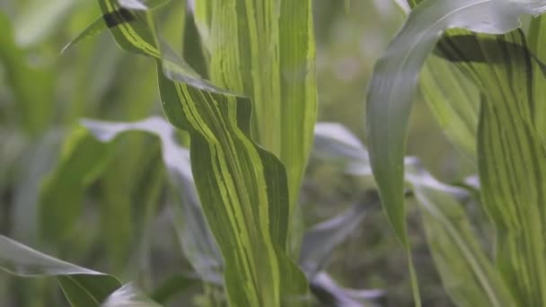 Maïsbladeren Aanvallen Close Zicht Groene Maïsbladeren Veranderd Geel Aangevallen Door — Stockvideo