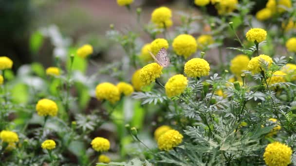 Detailní Pohled Oranžovočerného Motýla Živícího Krásnými Žlutými Květinami Zahradě Krásné — Stock video