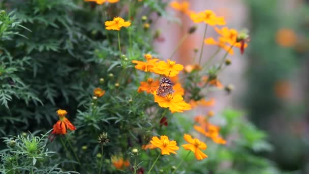 Güzel Turuncu Kozmos Çiçekleri Rüzgarda Sallanıyor Üzerinde Kelebek Tüneyerek Arka — Stok video