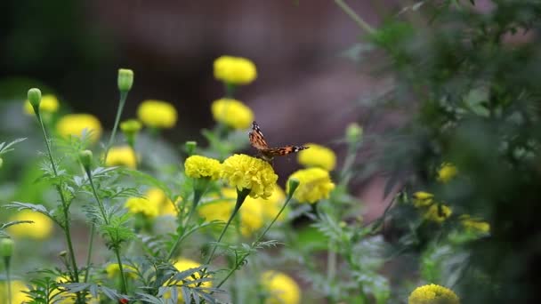 Vista Cerca Una Mariposa Naranja Negra Alimentándose Hermosas Flores Caléndula — Vídeos de Stock