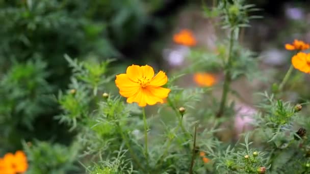 Detailní Pohled Krásný Oranžový Kosmos Květ Kymácející Větru Polích Rozostřeným — Stock video