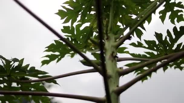 Pandangan Dekat Pohon Pepaya Terhadap Langit Abu Abu Pagi Hari — Stok Video