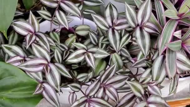 Tradescantia Zebrina Tradescantia Crece Una Maceta Blanca Patio Trasero Verano — Vídeo de stock