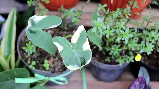 カラジウムミッキーマウス Xanthosoma Albomarigata タロイネズミ マウスカップ ポケットプラント または庭の黒い鍋に強大なマウス植物として知られています 緑と白の色で斑入りのタロイモの葉 — ストック動画