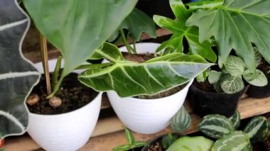 Arka bahçedeki Alocasia Amazonica 'nın yakın görüntüsü. Tropik ev bitkisi görüntüleri. Ev dekorasyonu için süs bitkileri.