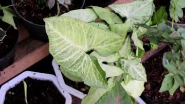 Arka bahçede yeşil kaladyum bicolor (syngonium podophyllum) yakın çekim görüntüsü vardır. Caladium stok görüntüleri. Ev dekorasyonu için süs bitkisi.