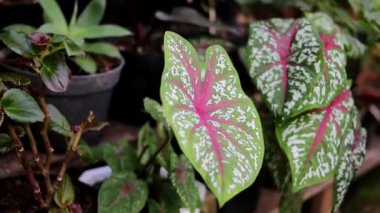 Bahçede yeşil yapraklar, beyaz noktalar ve kırmızı damarlar ile Caladium kırmızı yıldızının (İsa 'nın kalbi, üç renkli kaladyum) yakın görüntüsü. Ev dekorasyonu için arka bahçeye saksı..