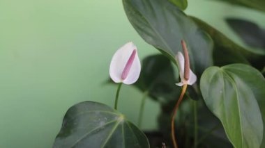 Uzun süreli aşk ve dostluğun sembolü olarak beyaz kalp şeklinde yapraklar ve koyu yeşil yapraklar içeren Anthurium. Ev dekorasyonu için beyaz flamingo ev bitkisi.