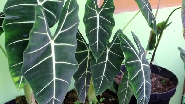 Погляд Квіткову Рослину Alocasia Micholtziana Frydek Задньому Дворі Тропічна Рослина — стокове відео