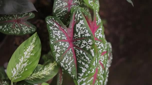 Bahçede Yeşil Yapraklar Beyaz Noktalar Kırmızı Damarlar Ile Caladium Kırmızı — Stok video