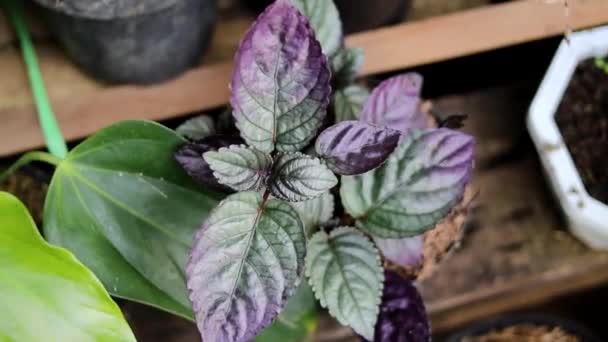 Lierre Flamboyant Rouge Hemigraphis Colorata Plantes Indigènes Indonésiennes Aux Propriétés — Video