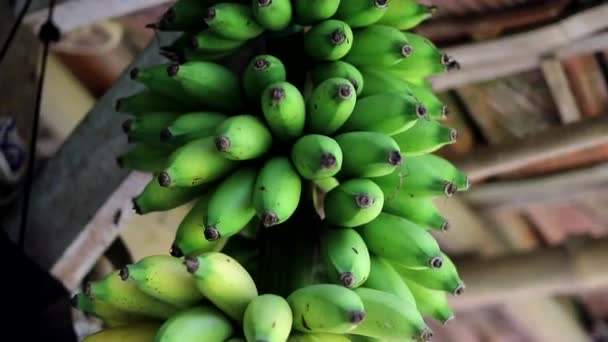 Ένα Μάτσο Άγουρες Πράσινες Μπανάνες Κρέμονται Στην Οροφή Στο Σπίτι — Αρχείο Βίντεο