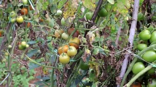 Świeże Pomidory Rosnące Polu Rozmytym Tłem Bokeh Indonezyjskich Polach Lokalnych — Wideo stockowe