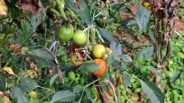 インドネシアの地元の畑では ボケを背景に畑で育った新鮮なトマトがぼやけています 農業の背景ストック映像 — ストック動画