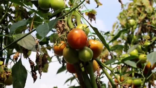 Čerstvá Rajčata Pěstovaná Poli Bokeh Rozmazaným Pozadím Indonéských Místních Polích — Stock video