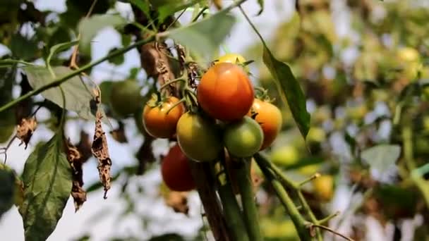 Verse Tomaten Groeien Het Veld Met Bokeh Wazig Achtergrond Indonesische — Stockvideo