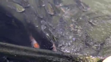 Nil tilapia balığı (ikan nila veya mujair olarak da bilinir) gün ortasında yerel bir Endonezya balık havuzunda oksijen solumak için yüzeye çıkar..