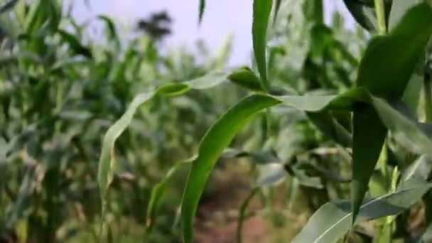 Defokted Elvont Háttér Séta Kukoricaföldeken Egy Napsütéses Napon Természetes Homályos — Stock videók