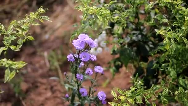 Vista Perto Lindos Crisântemos Violetas Seruni Krisantemum Flores Balançando Vento — Vídeo de Stock