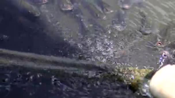 中午时分 尼罗河罗非鱼 也被称为 Ikan Nila Mujair 浮出水面 在印度尼西亚当地的一个鱼塘中呼吸氧气 — 图库视频影像