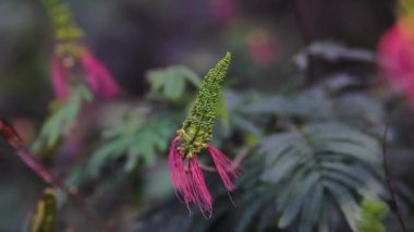 Calliandra calothyrsus (Anneslea acapulcensis Britton ve Rose, Calliandra acapulcensis, Calliandra confusa Sprague, kırmızı calliandra veya Kaliandra merah) tomurcukları ve rüzgarda sallanan açık çiçeklerle